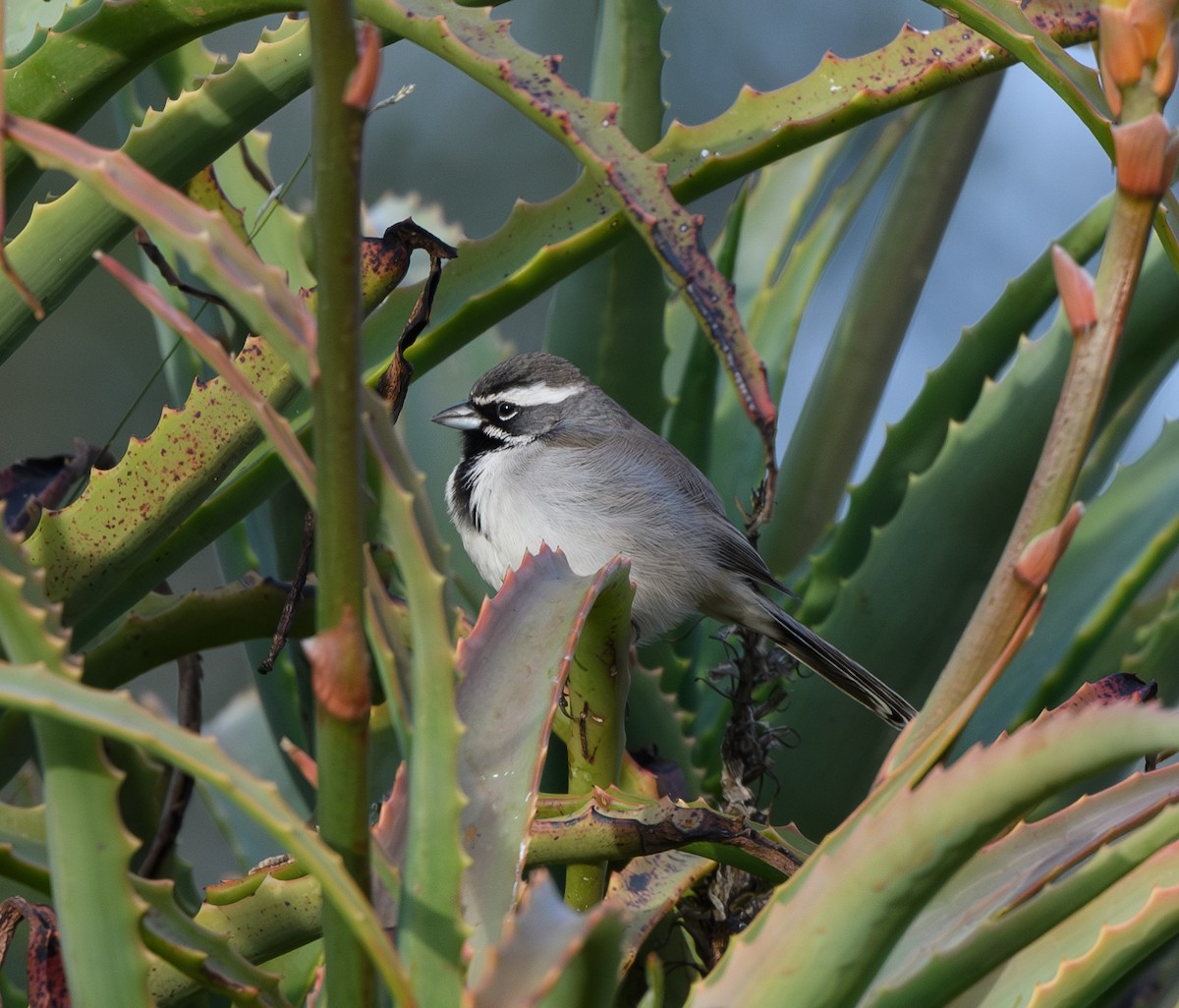 Black-throated Sparrow - ML616741774