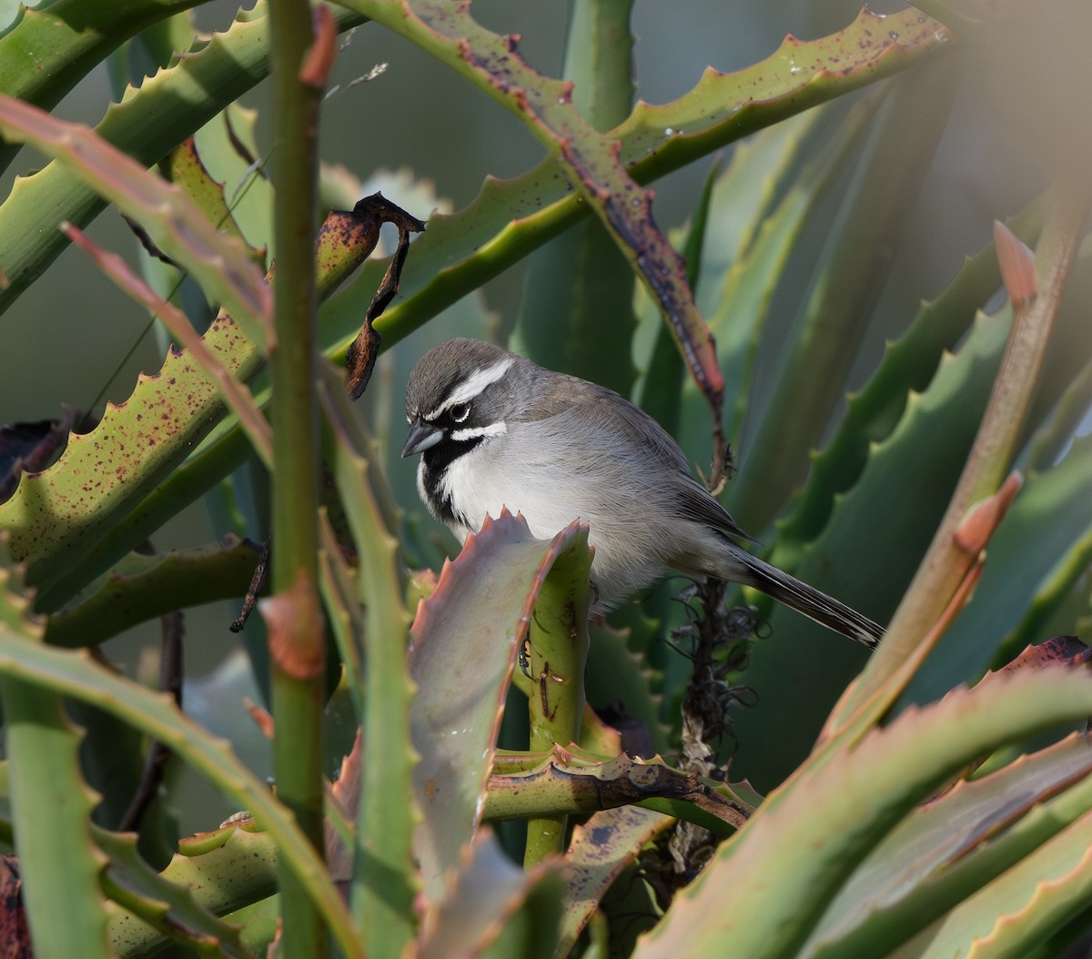 Black-throated Sparrow - ML616741775