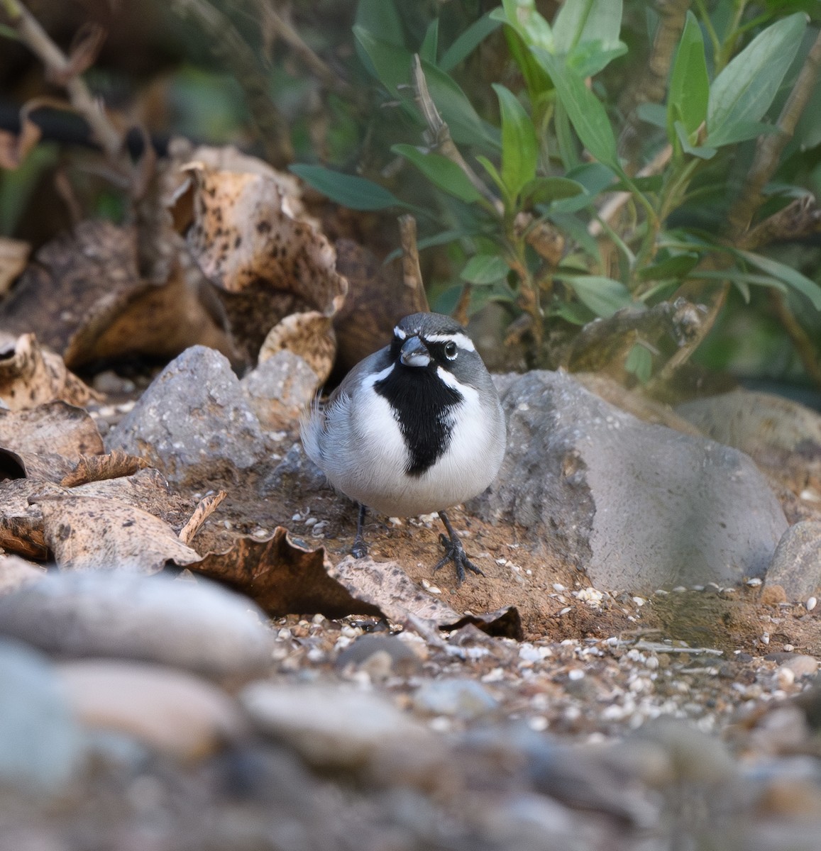 Black-throated Sparrow - ML616741783