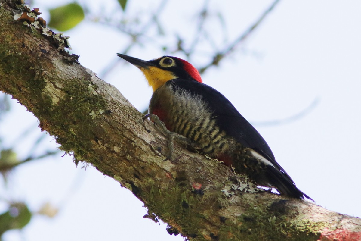 Yellow-fronted Woodpecker - Richard Dunn