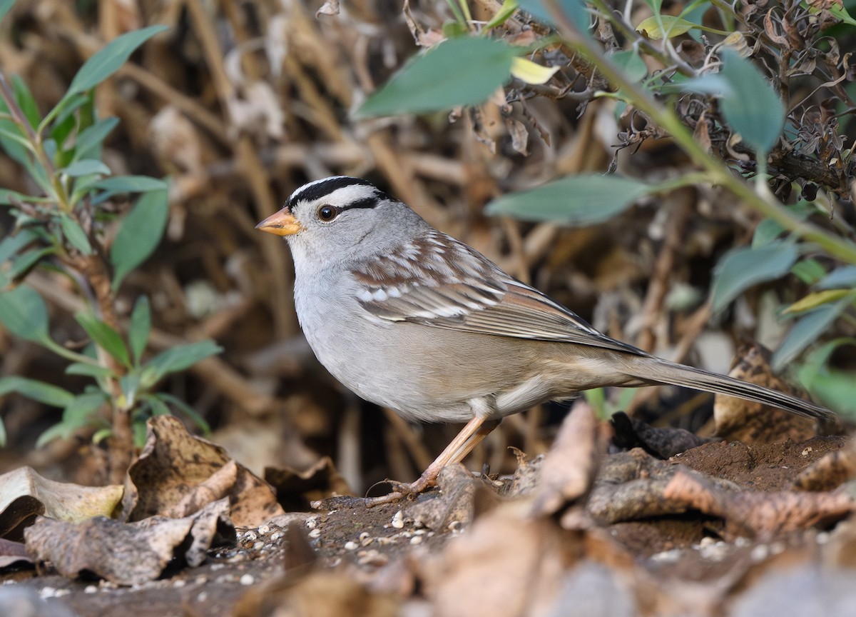 White-crowned Sparrow - ML616741795