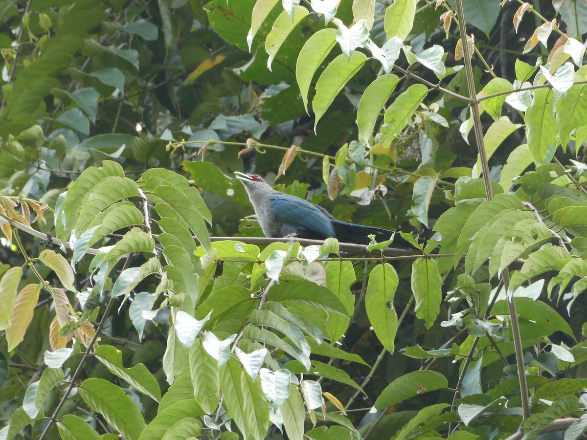 Black-bellied Malkoha - ML616741815