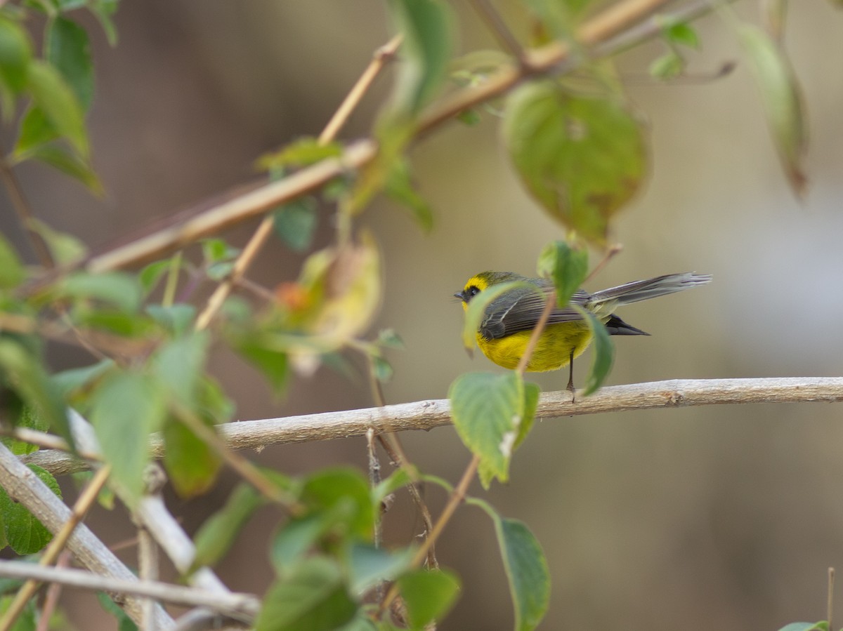 Yellow-bellied Fairy-Fantail - ML616741819