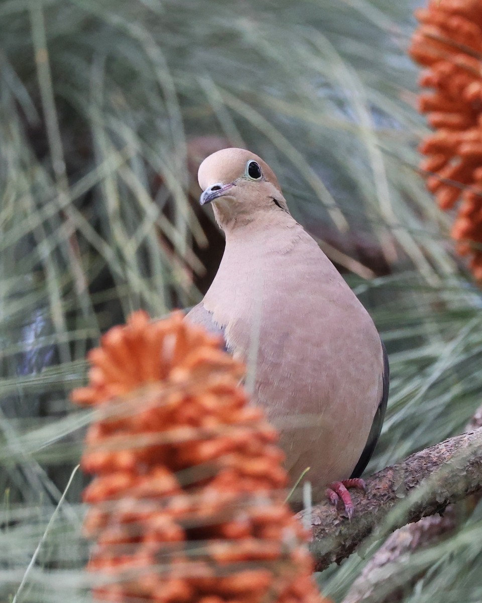 Mourning Dove - ML616741828