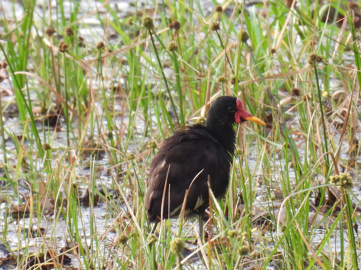 Jacana Suramericana - ML616741863