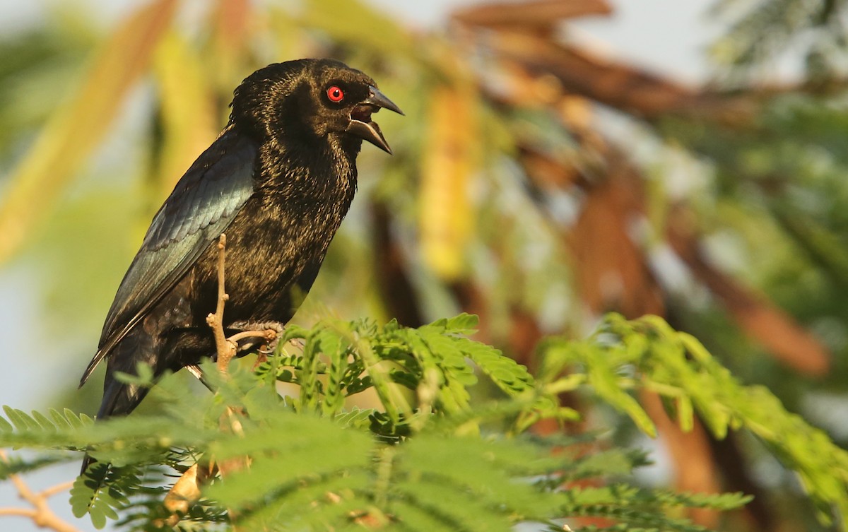 Bronzed Cowbird - ML61674191