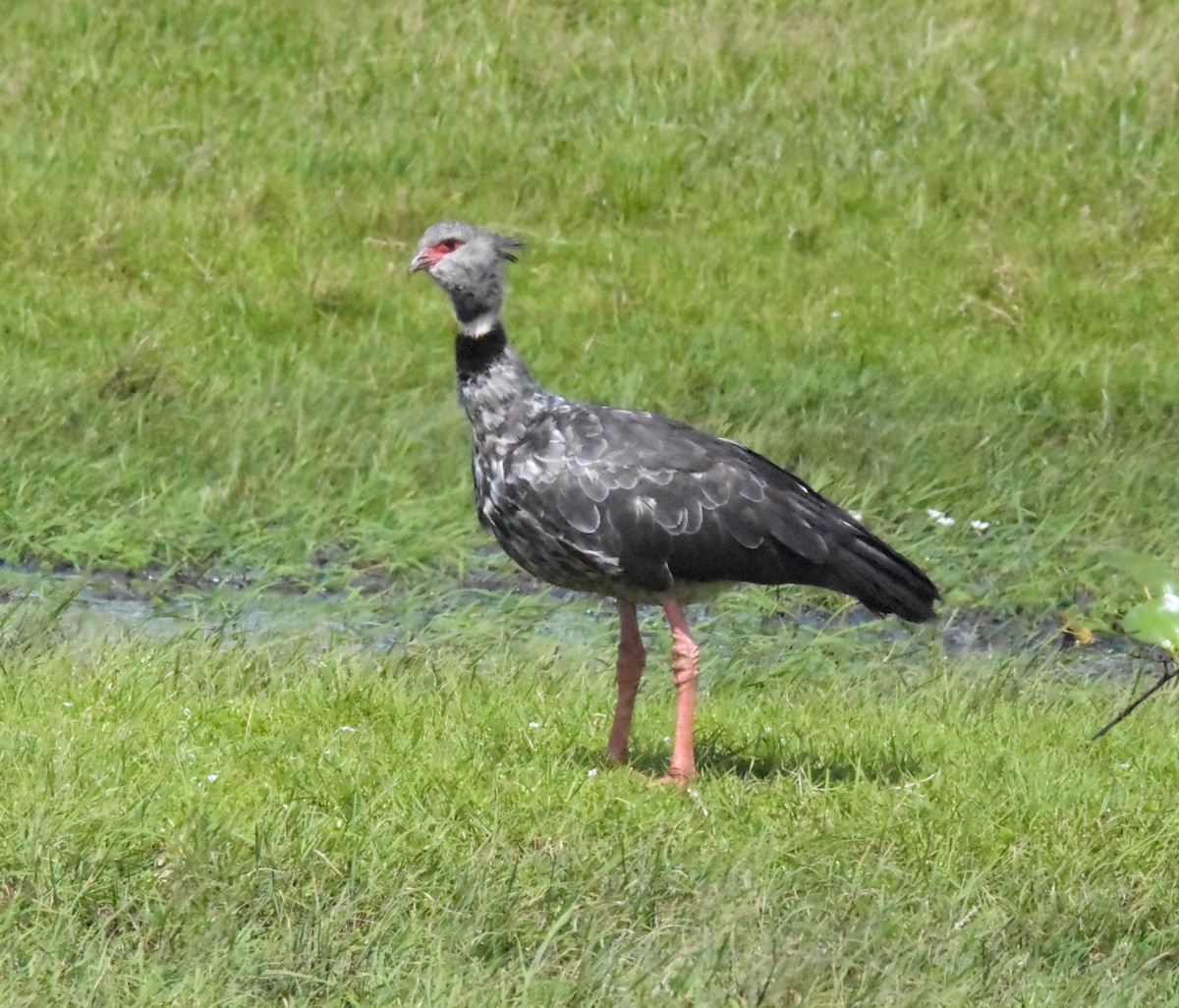 Southern Screamer - ML616741927