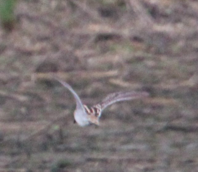 Wilson's Snipe - ML616741946