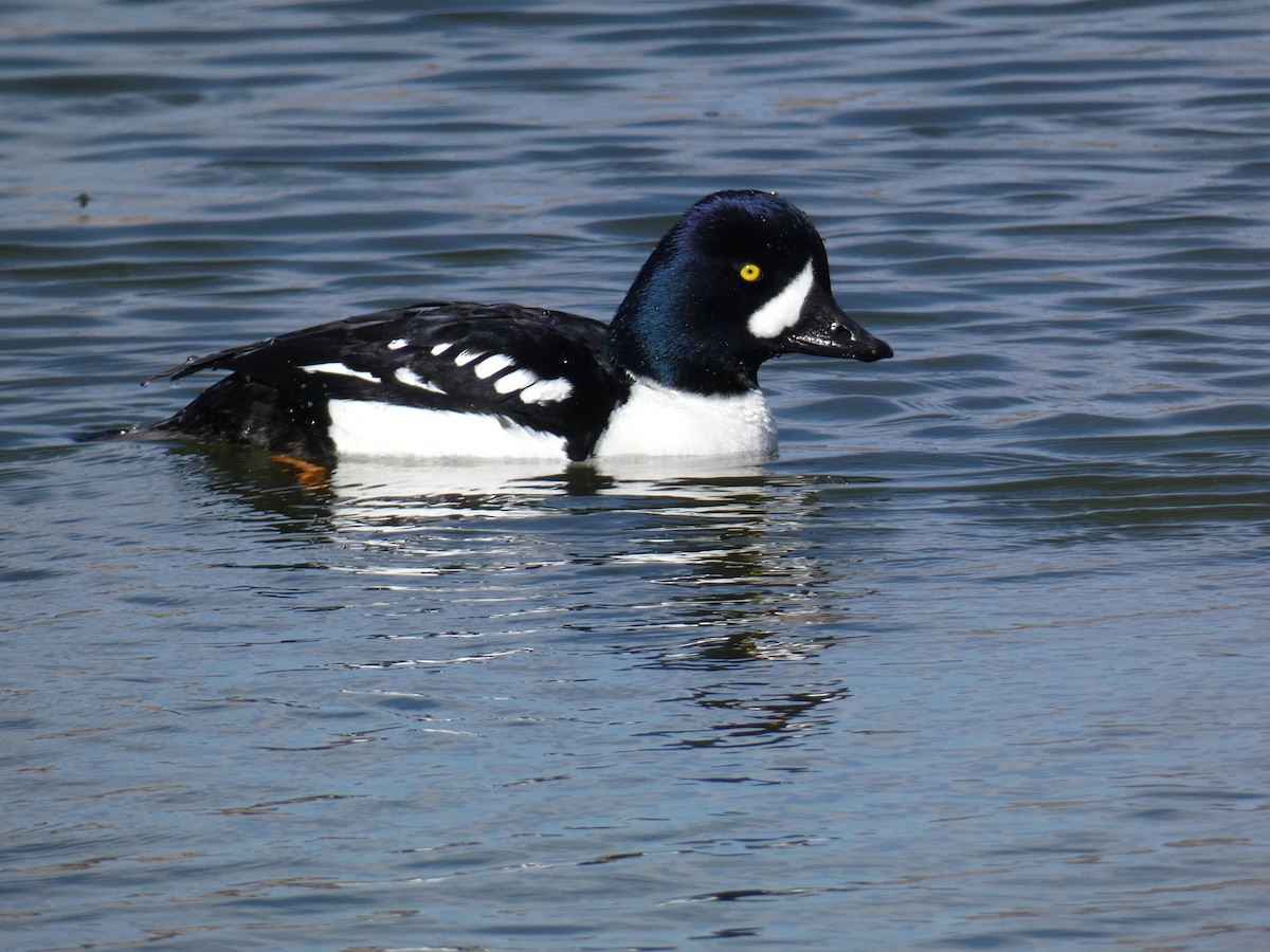 Barrow's Goldeneye - ML616741948