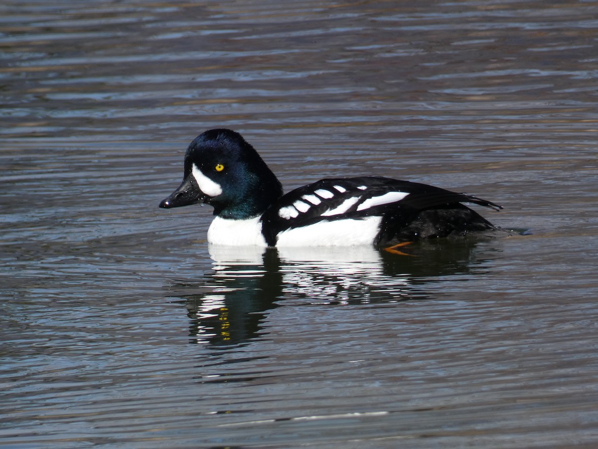 Barrow's Goldeneye - ML616741949