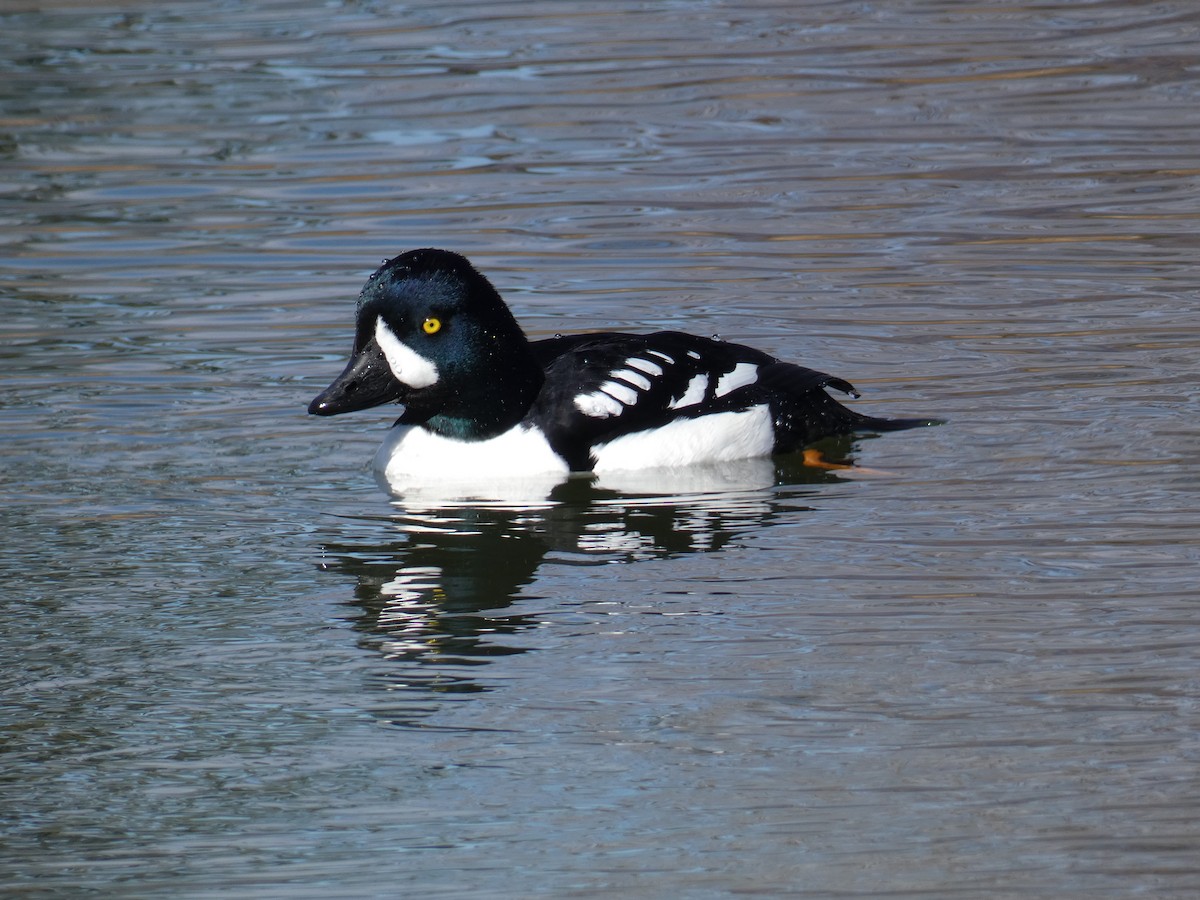 Barrow's Goldeneye - ML616741950