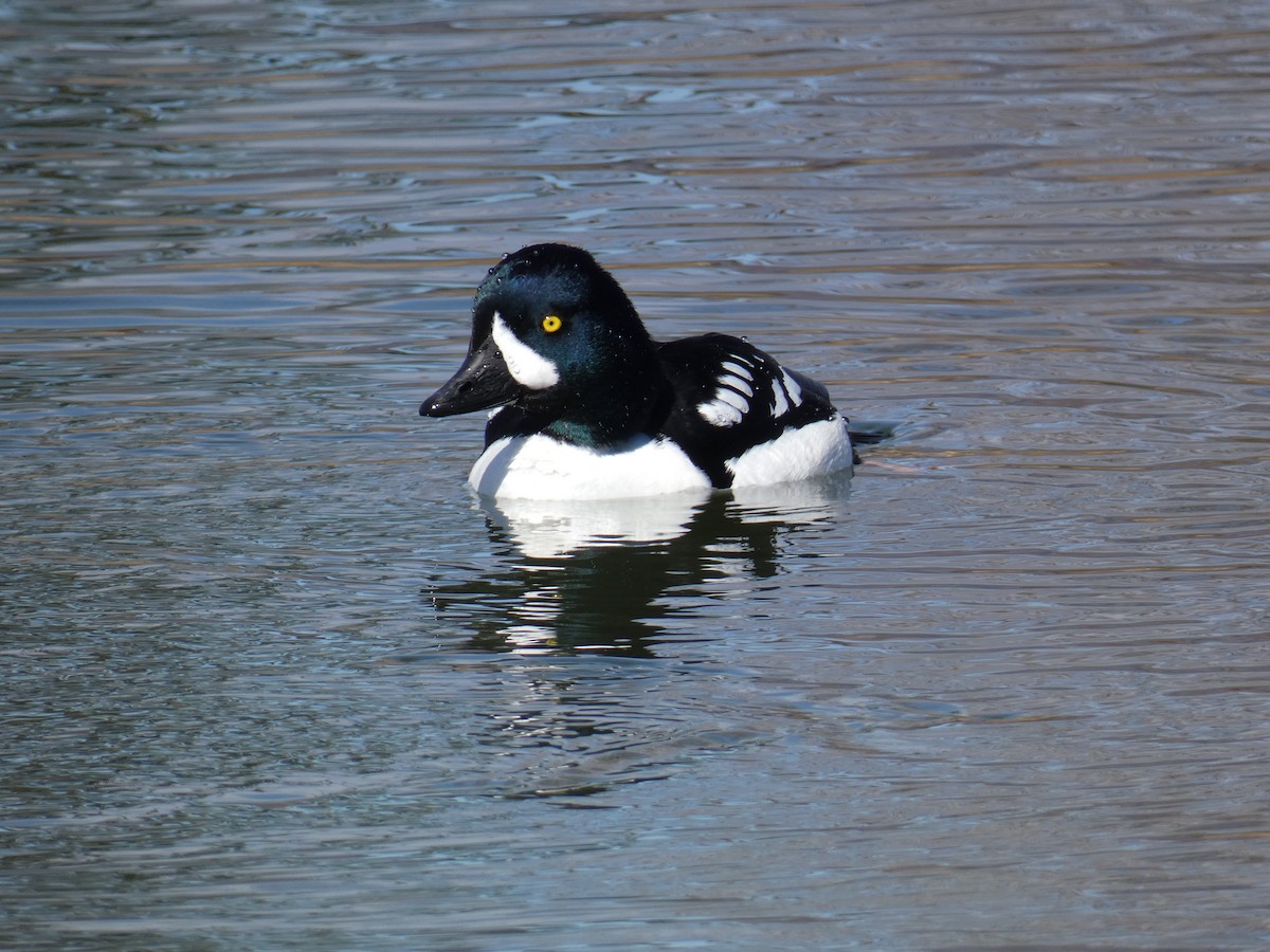 Barrow's Goldeneye - ML616741951