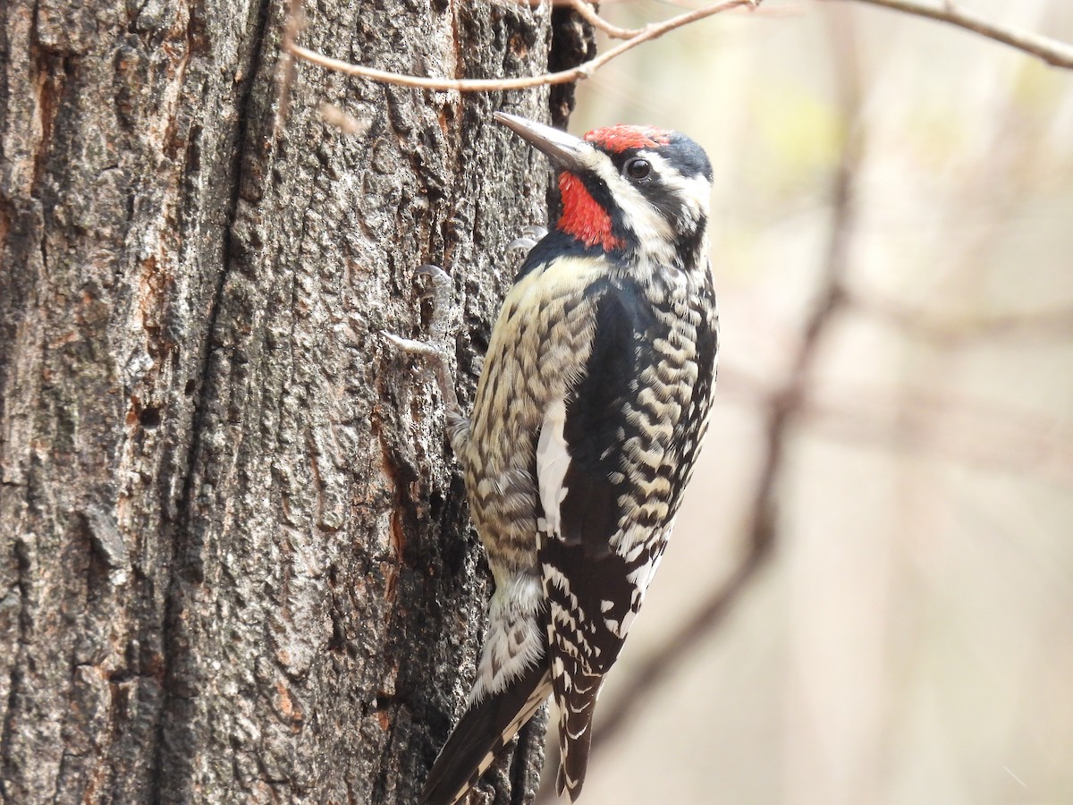 Yellow-bellied Sapsucker - ML616741979