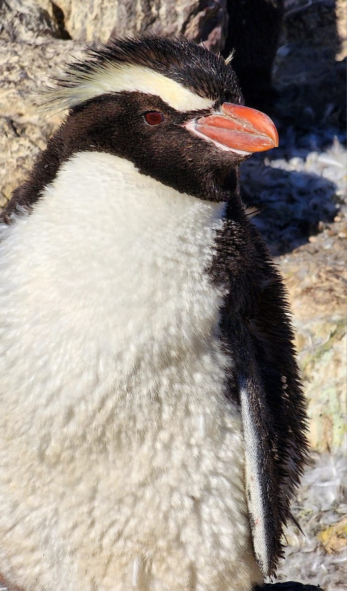 Erect-crested Penguin - Annick Morgenthaler