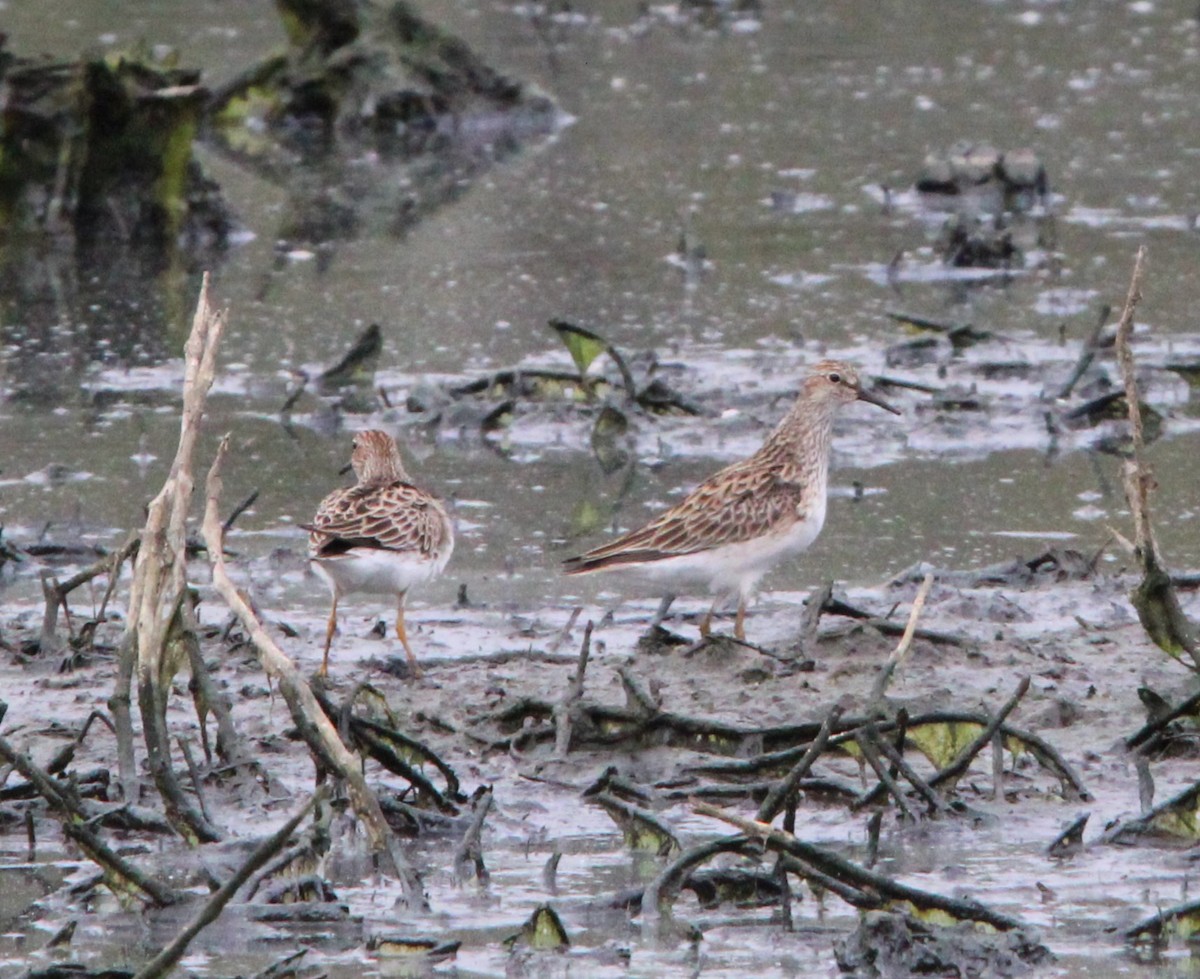 Graubrust-Strandläufer - ML616741992