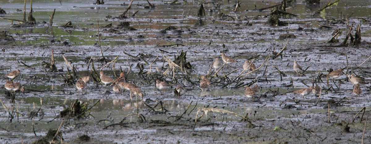 Pectoral Sandpiper - Holli Howard