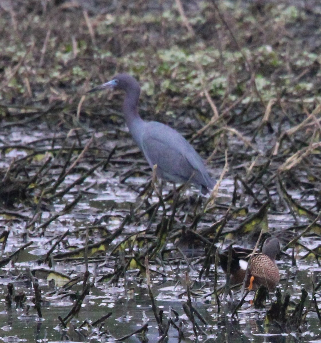 Little Blue Heron - Holli Howard