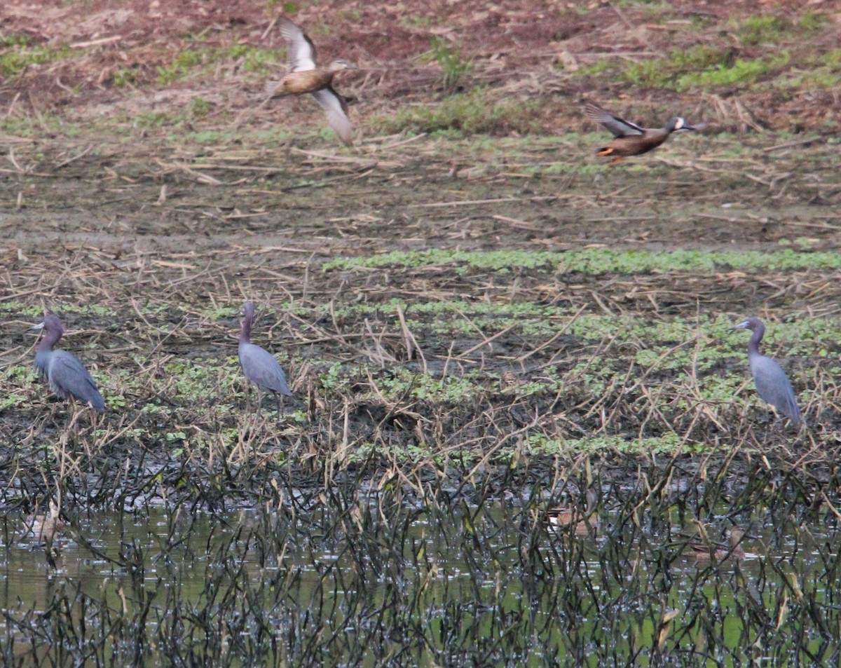 Little Blue Heron - Holli Howard