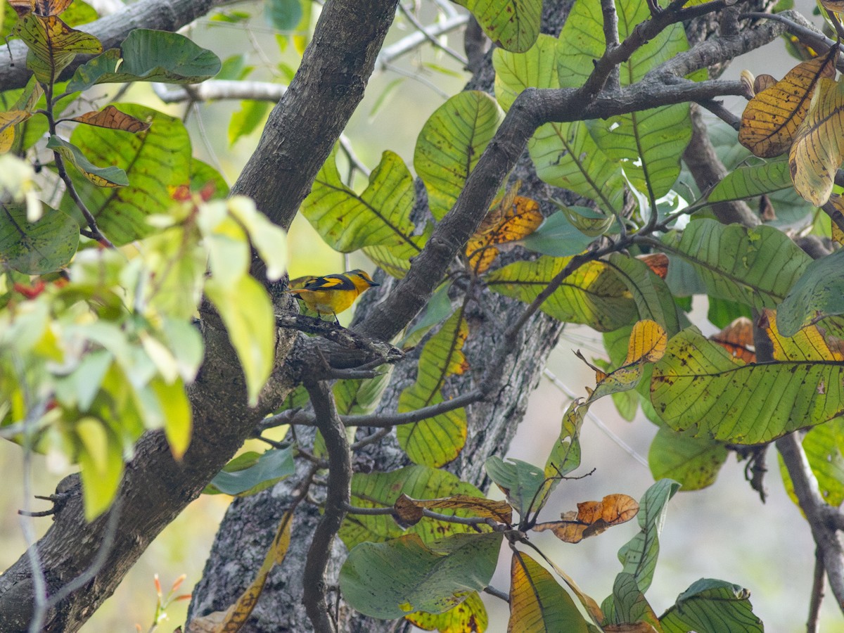 Long-tailed Minivet - ML616742014