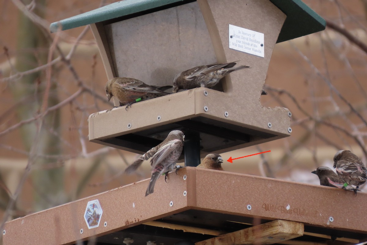 Gray-crowned Rosy-Finch - ML616742024