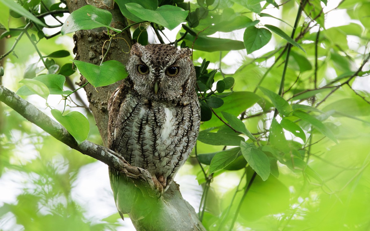 Eastern Screech-Owl - Alex Cox