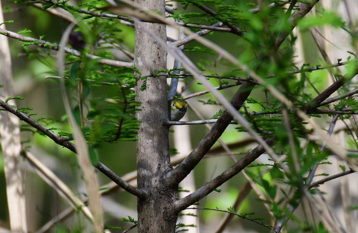 Vireo Ojiblanco - ML616742045