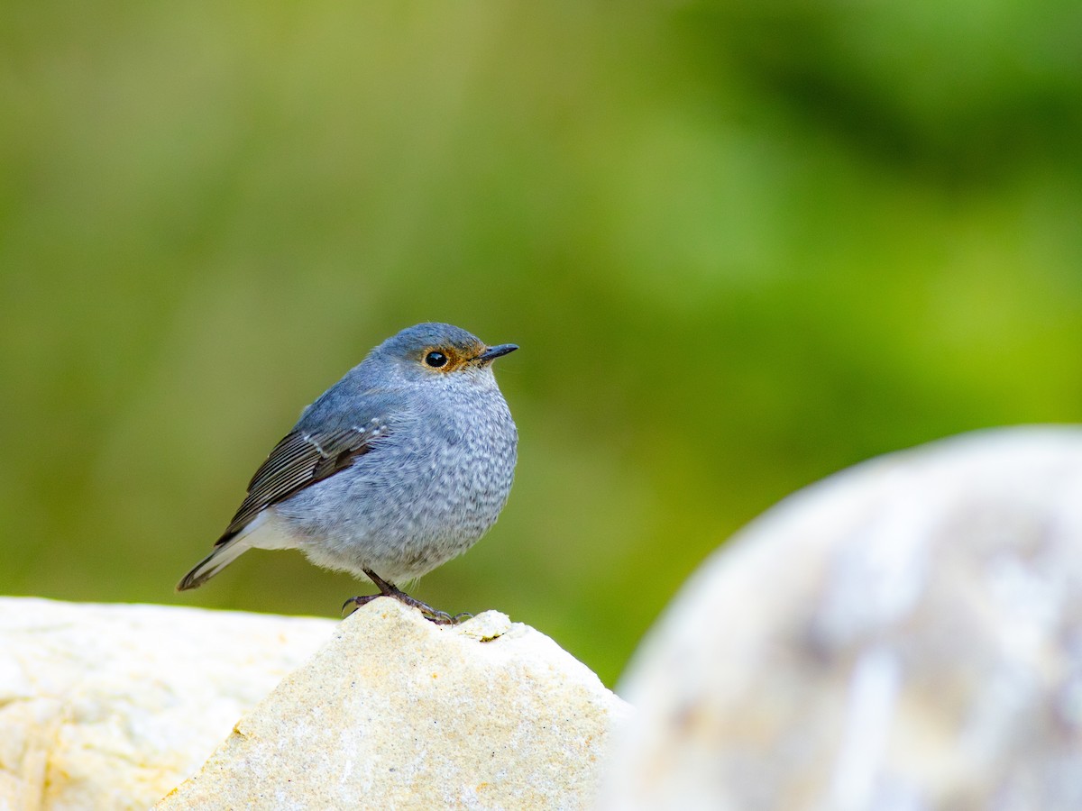 Plumbeous Redstart - ML616742060