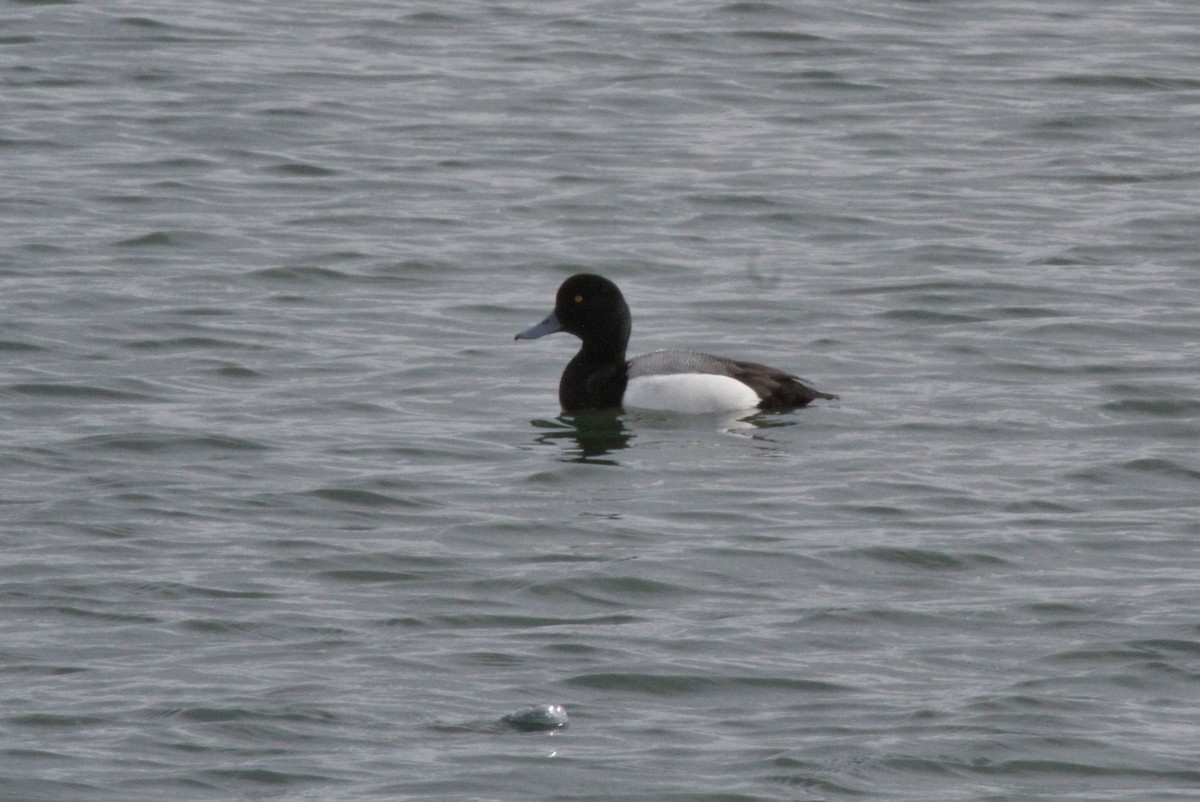 Greater Scaup - ML616742134