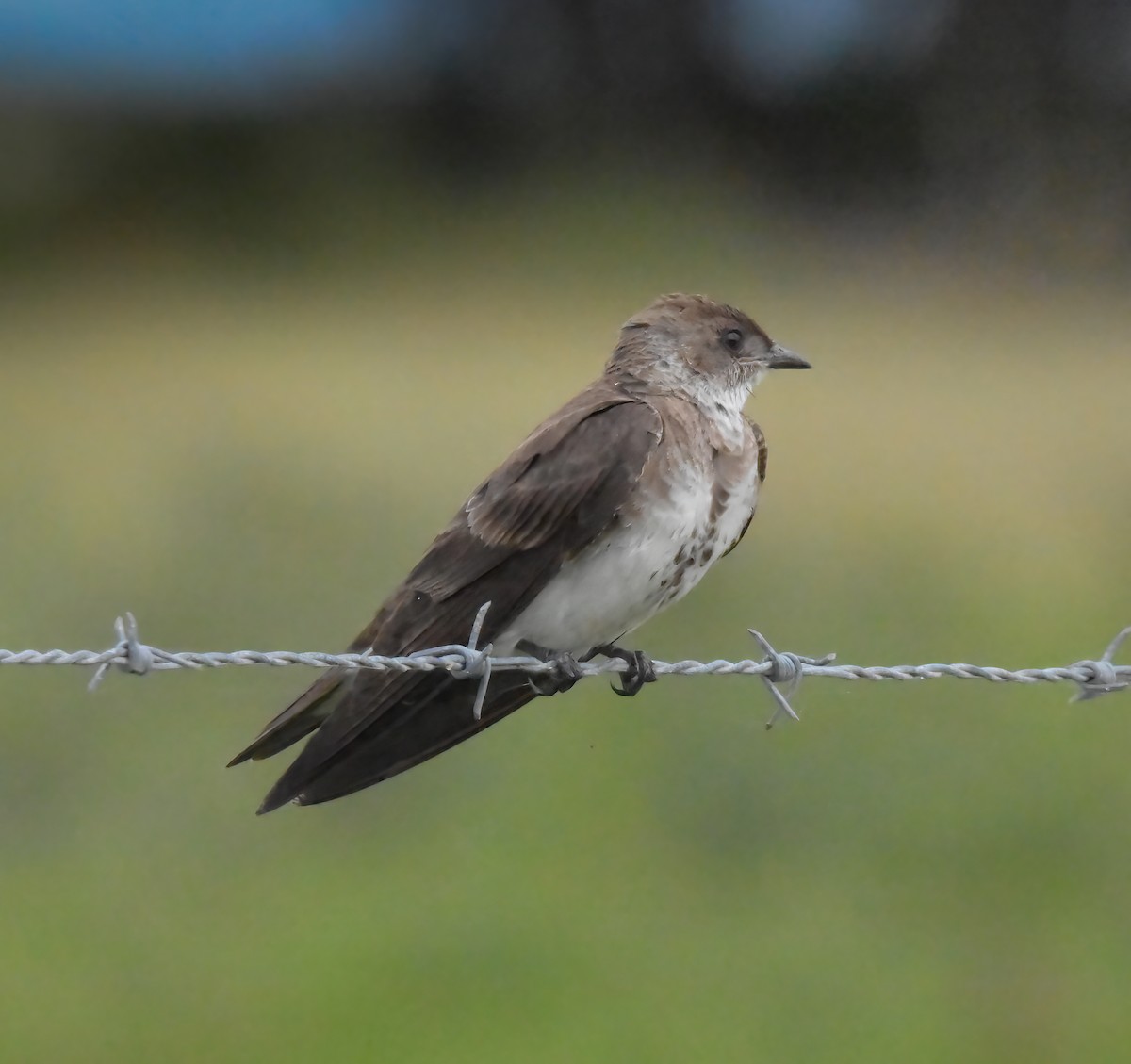 Brown-chested Martin - Luiz Wittmann