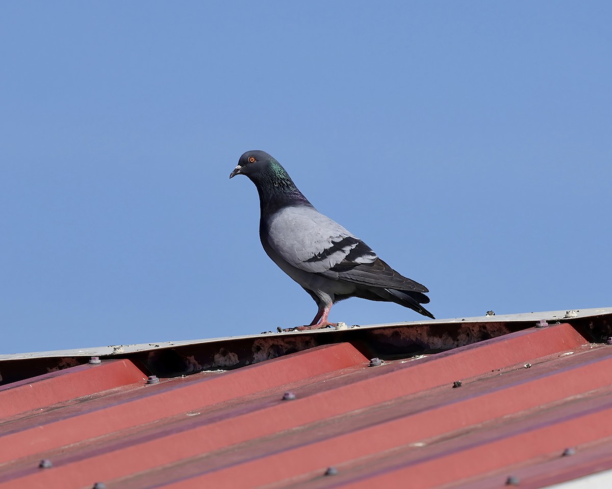 Rock Pigeon (Feral Pigeon) - ML616742238