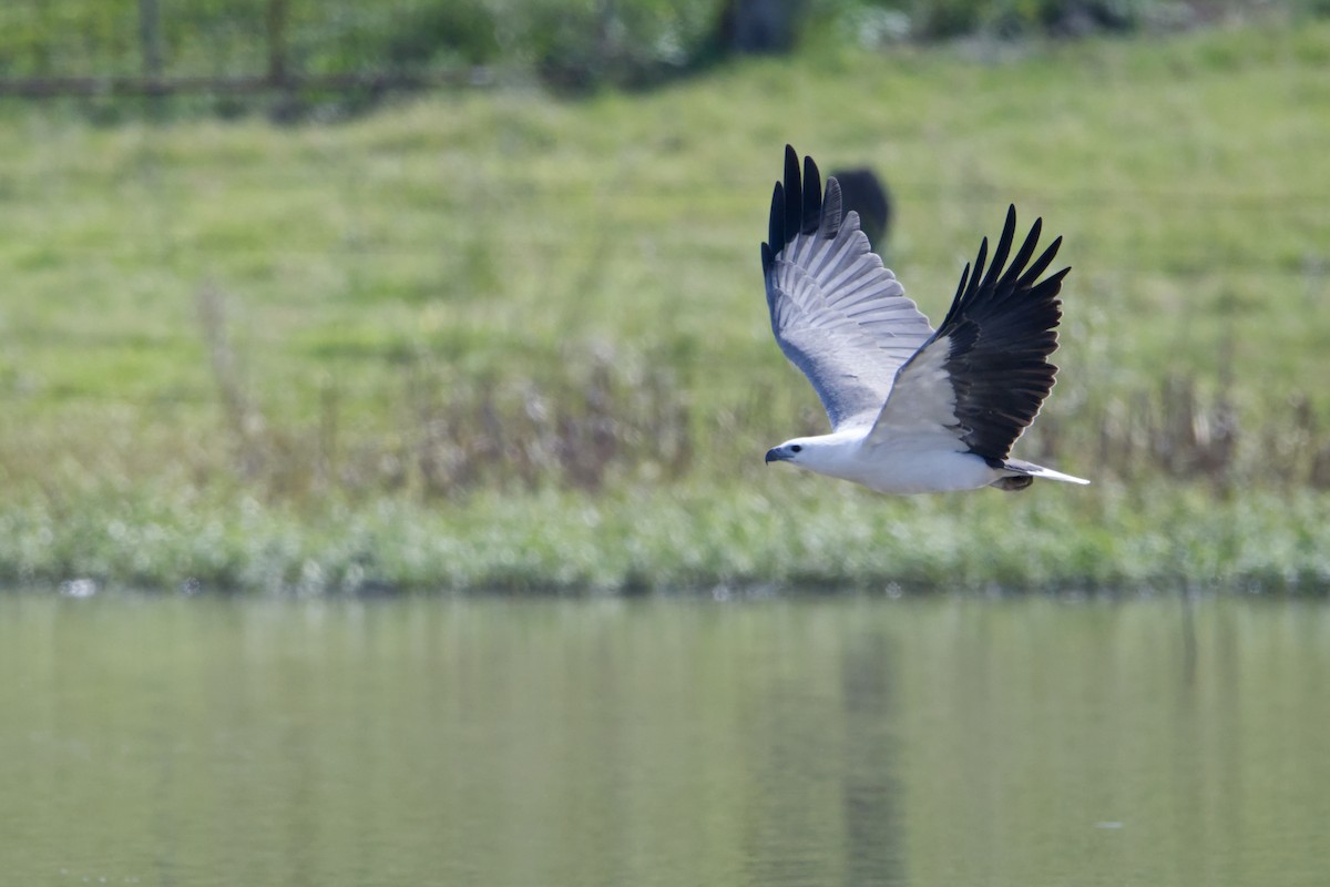 White-bellied Sea-Eagle - ML616742295