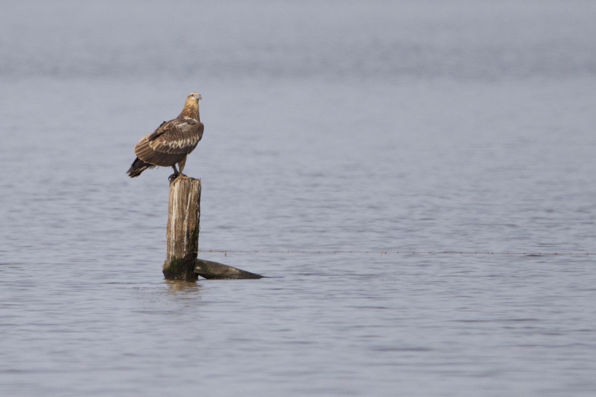 White-bellied Sea-Eagle - ML616742297