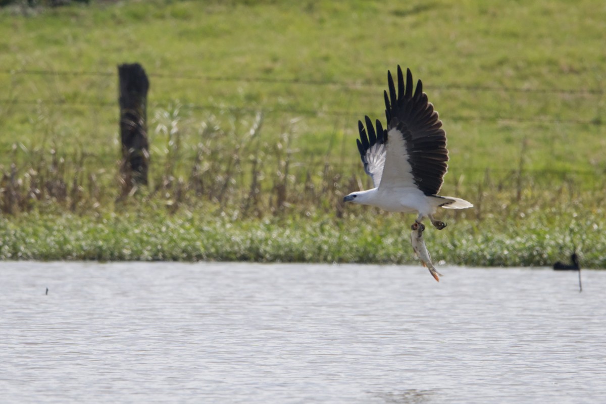 White-bellied Sea-Eagle - ML616742298