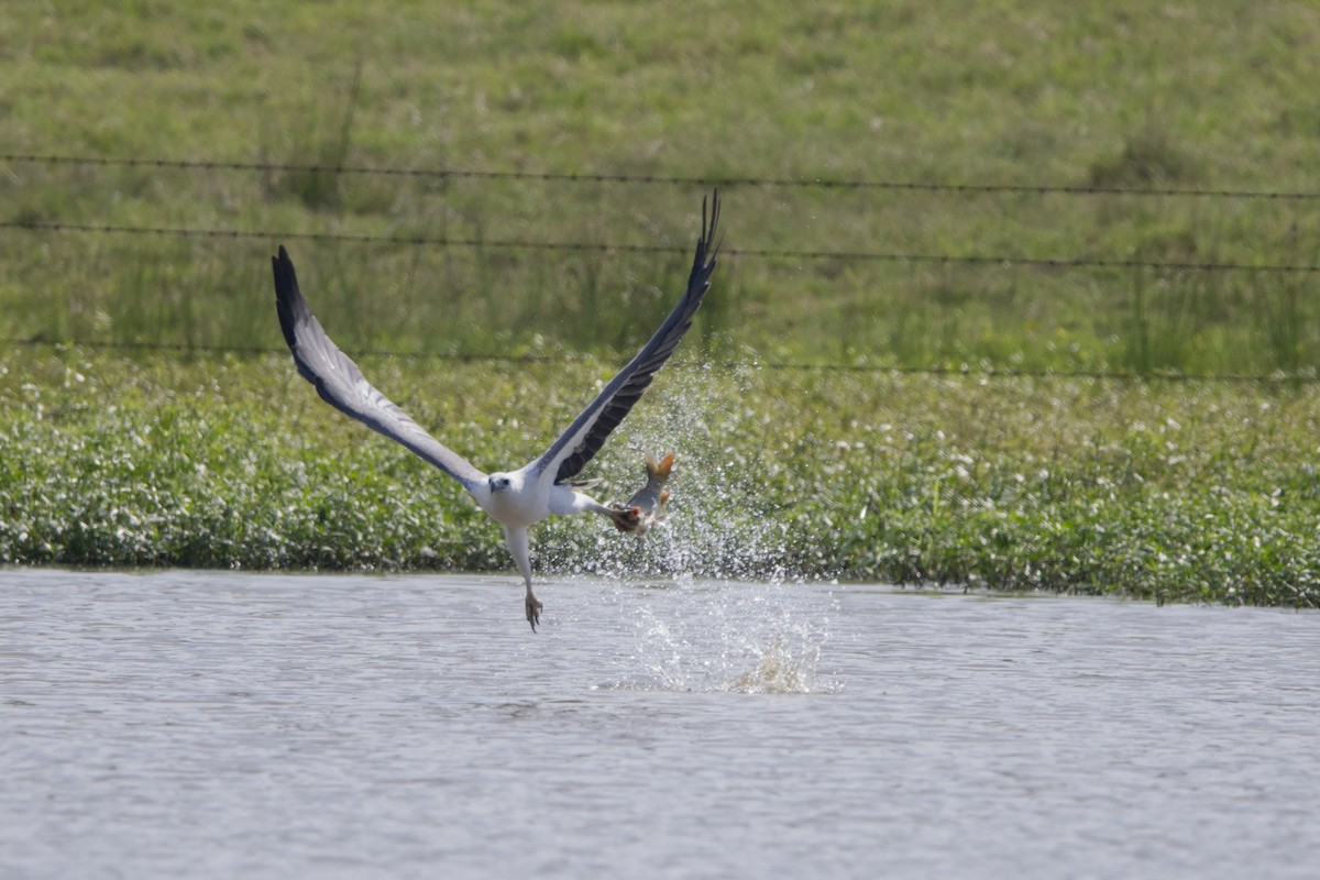 White-bellied Sea-Eagle - ML616742299