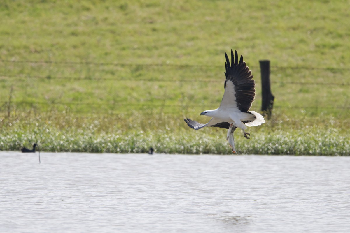 White-bellied Sea-Eagle - ML616742300