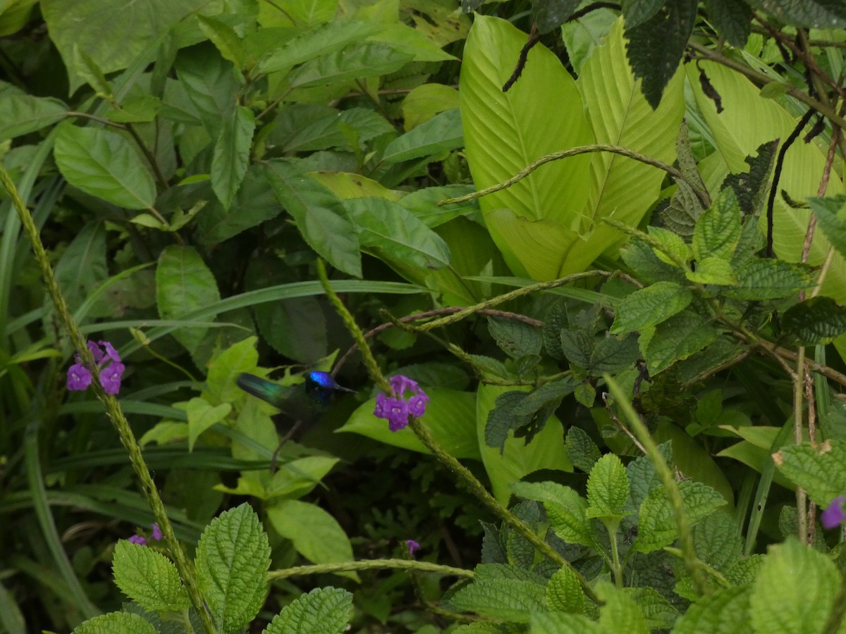 Violet-headed Hummingbird - ML616742301