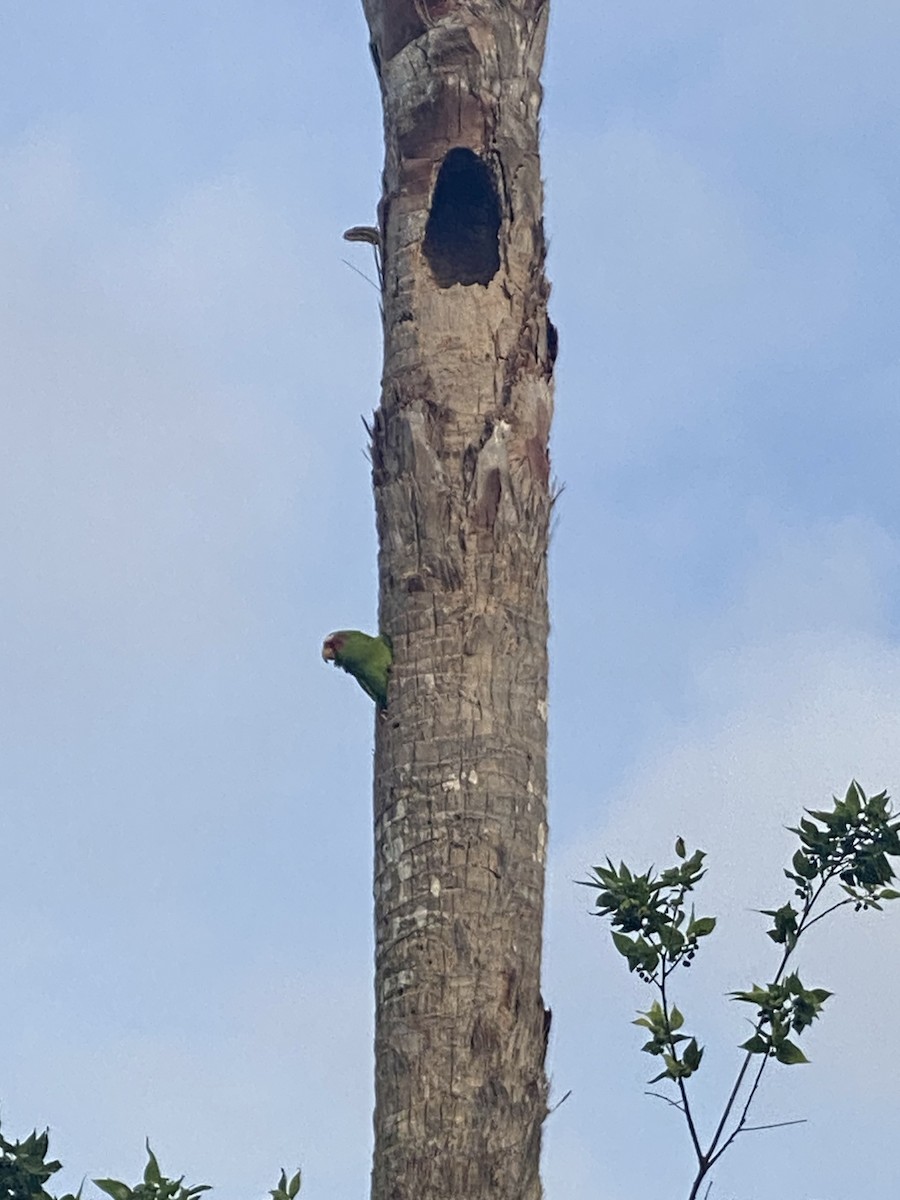 White-fronted Amazon - ML616742303