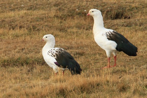 Andean Goose - ML616742319