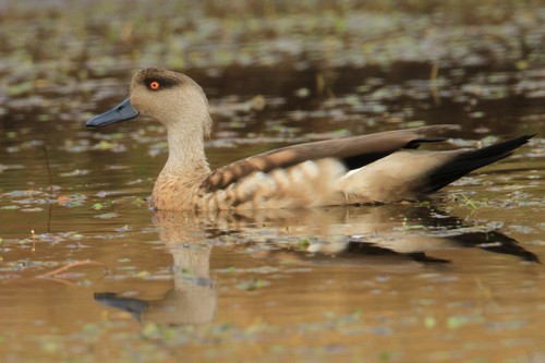 Crested Duck - ML616742324