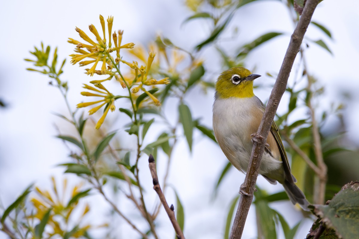 Graumantel-Brillenvogel - ML616742333