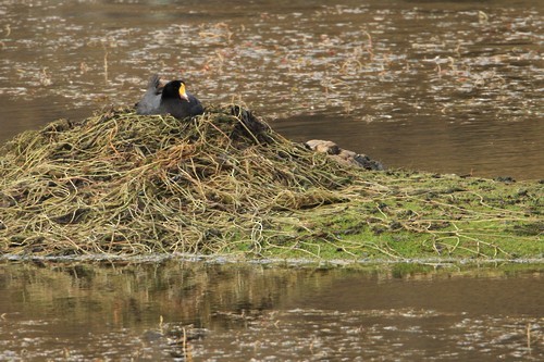 Giant Coot - ML616742374