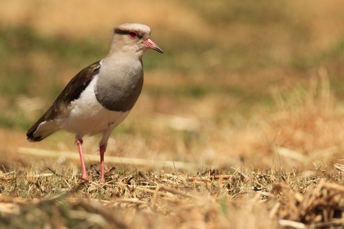 Andean Lapwing - ML616742396