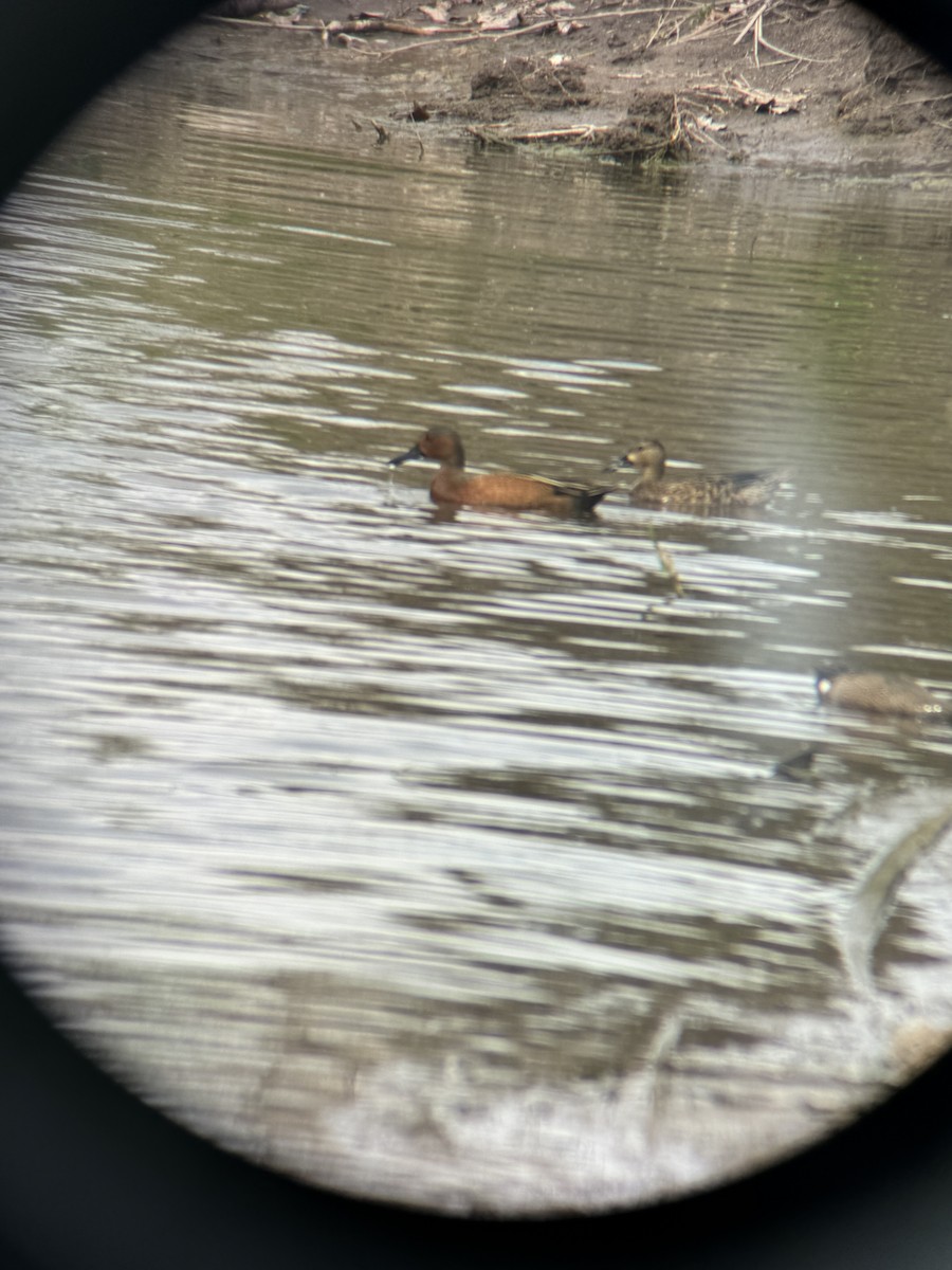 Blue-winged x Cinnamon Teal (hybrid) - ML616742425