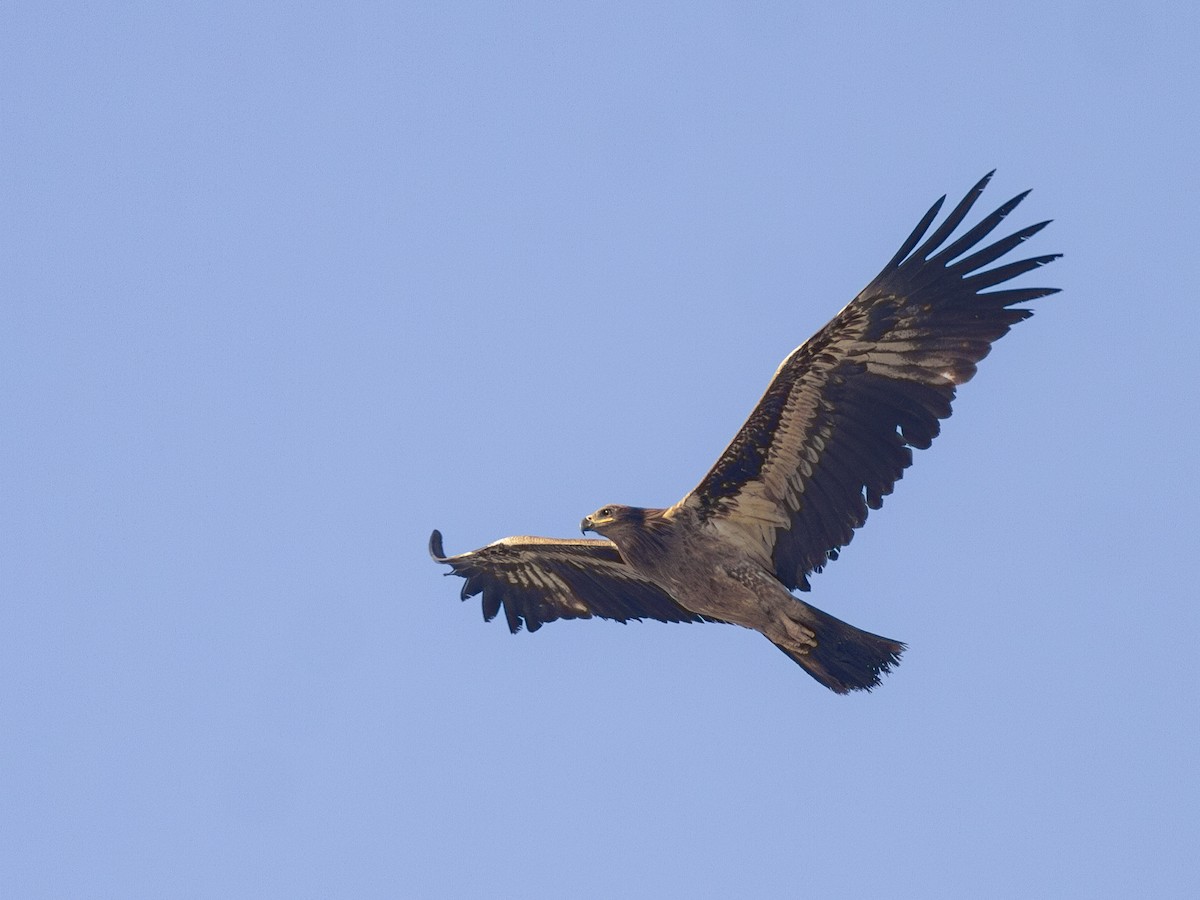 Pallas's Fish-Eagle - ML616742431