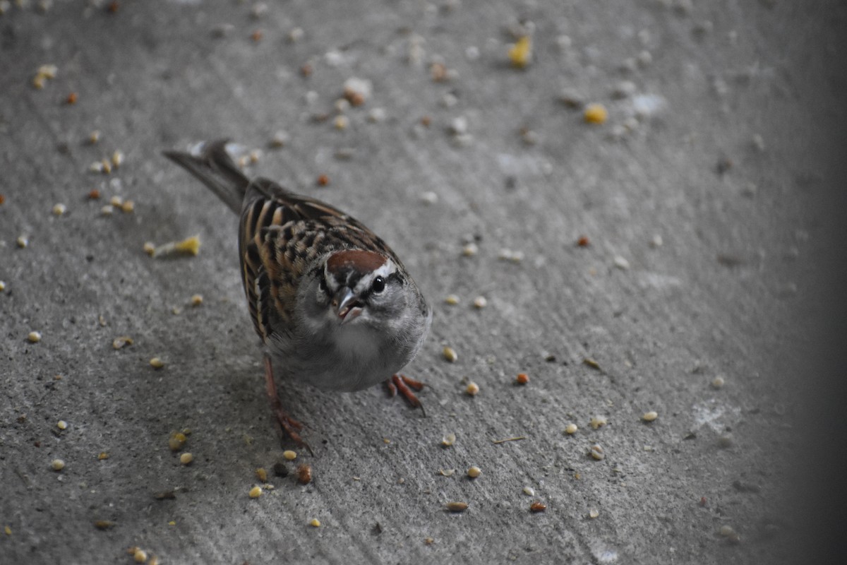 Chipping Sparrow - ML616742446