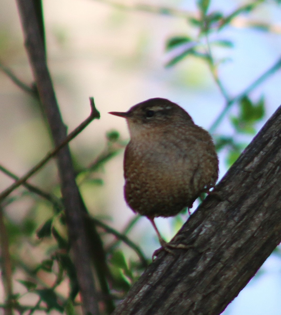 Winter Wren - ML616742464