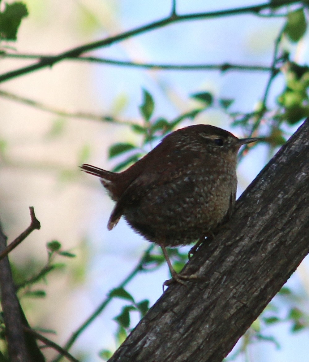 Winter Wren - ML616742465