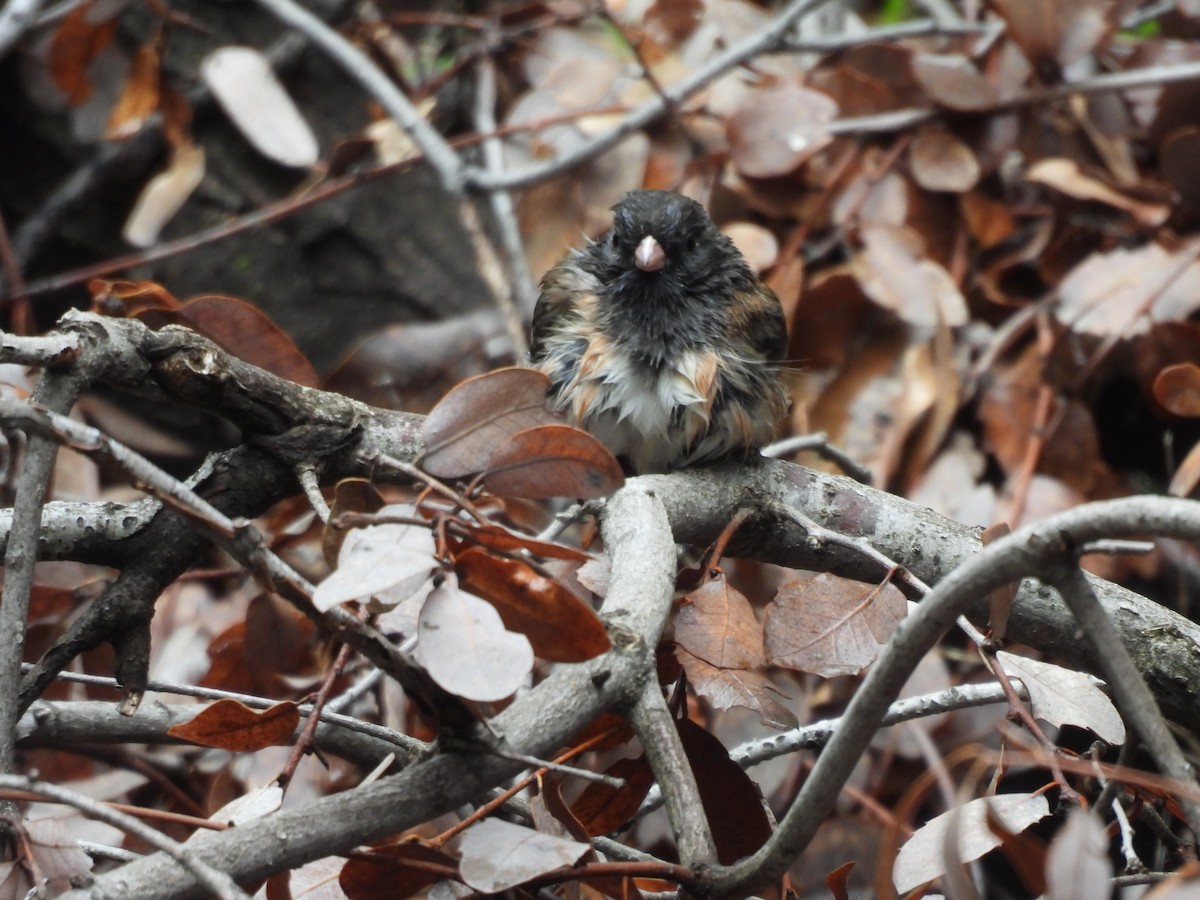 Junco Ojioscuro - ML616742524