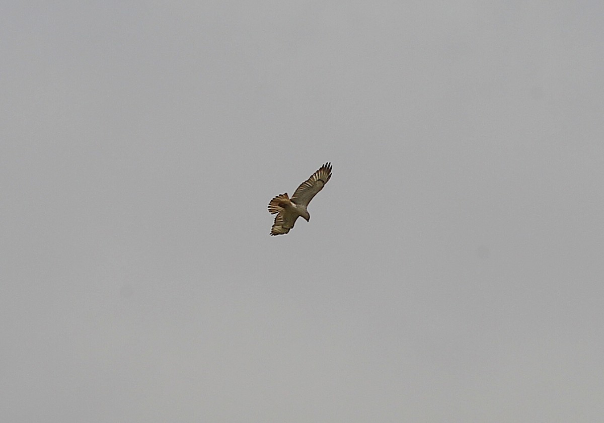 Ferruginous Hawk - Ben Sandstrom