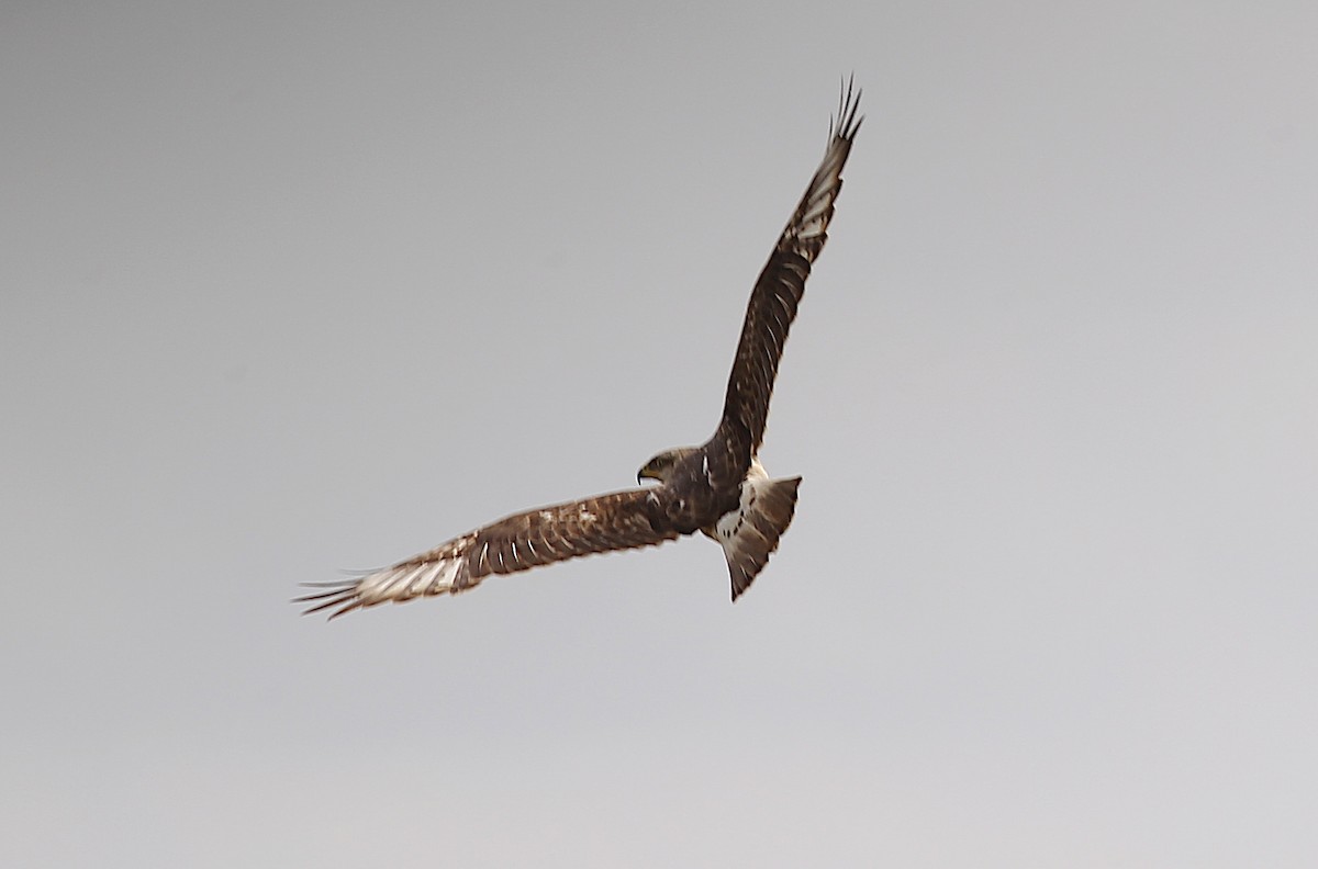 Ferruginous Hawk - ML616742571